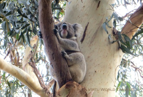 Koala 6